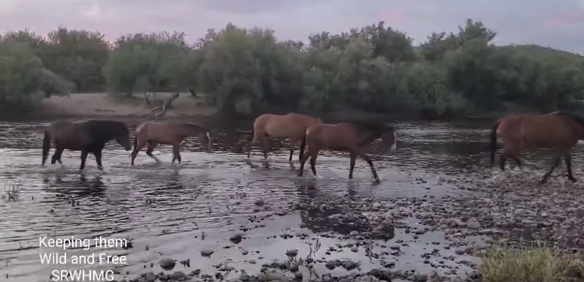 Keeping the Salt River Wild Horses Free 🐴