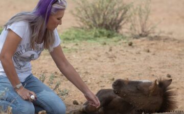 Accusations from… horse advocates??
