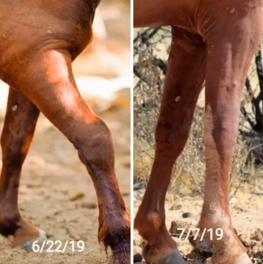 SRWHMG gallery: healing in wild horses.