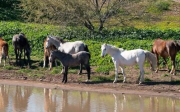 Mick’s Band Relocation