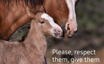 Please maintain a 50 ft distance from the horses.