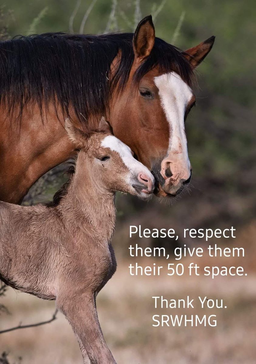 Please maintain a 50 ft distance from the horses.