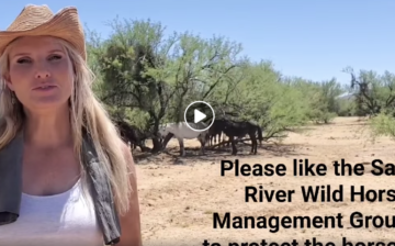 Respecting Wild Horses