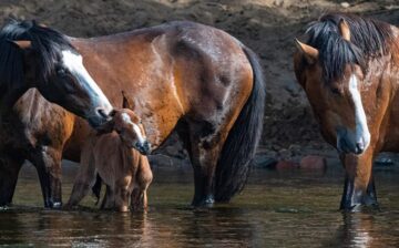 Born Free: Welcome, Jewell!