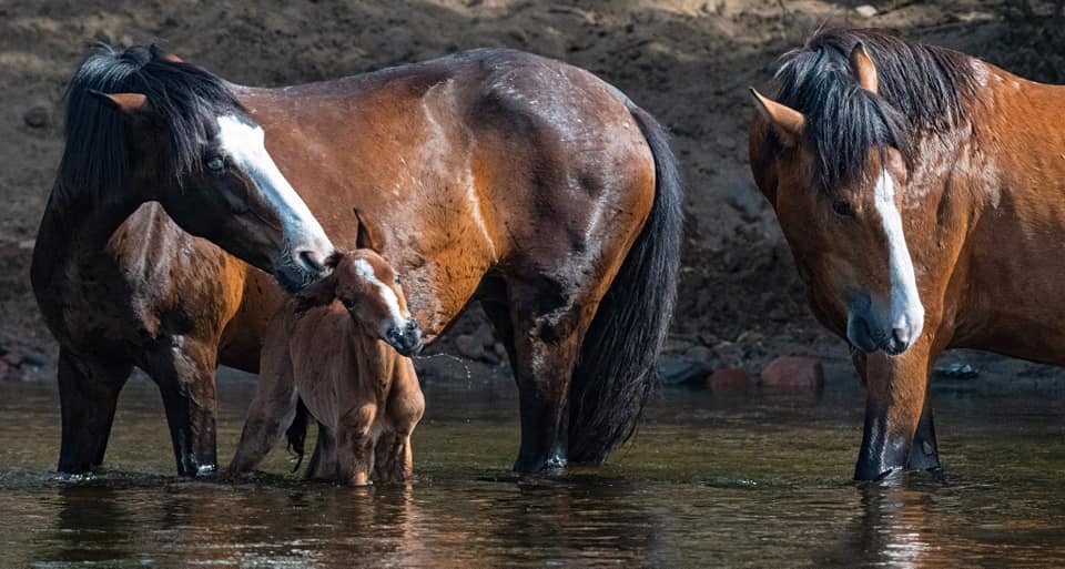 Born Free: Welcome, Jewell!