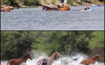ALERT: 110-112 degrees! Stay cool and be cool to wild horses.