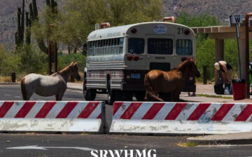 Hey bus driver, have room for two more?