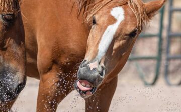 Salt River Wild Rescues on a really hot day!