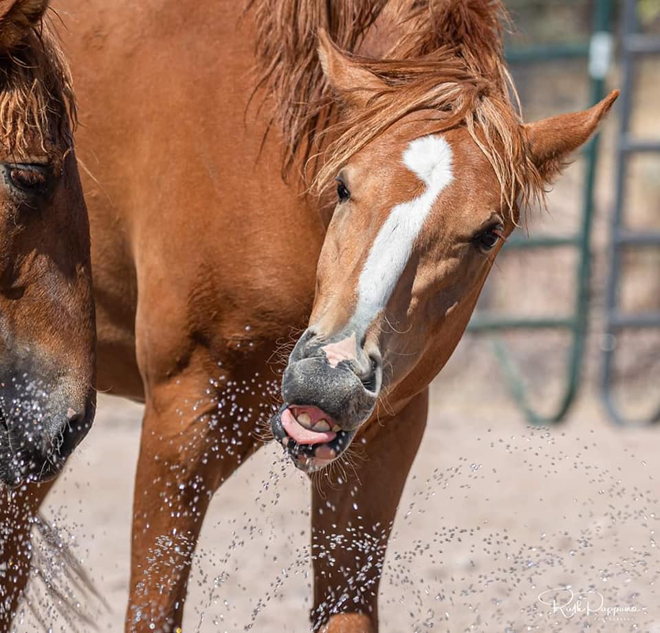 Salt River Wild Rescues on a really hot day!