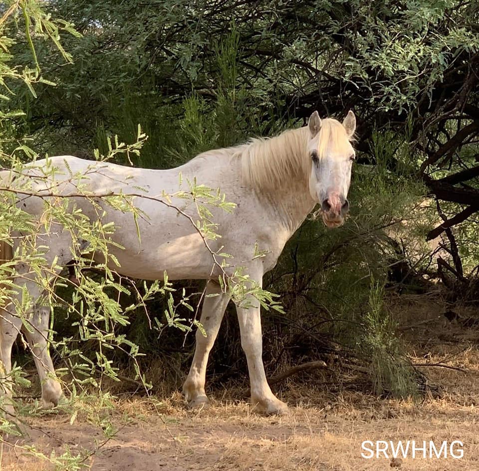 Shadowfax found alive, but far from family