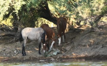 One human’s trash is another horse’s treasure