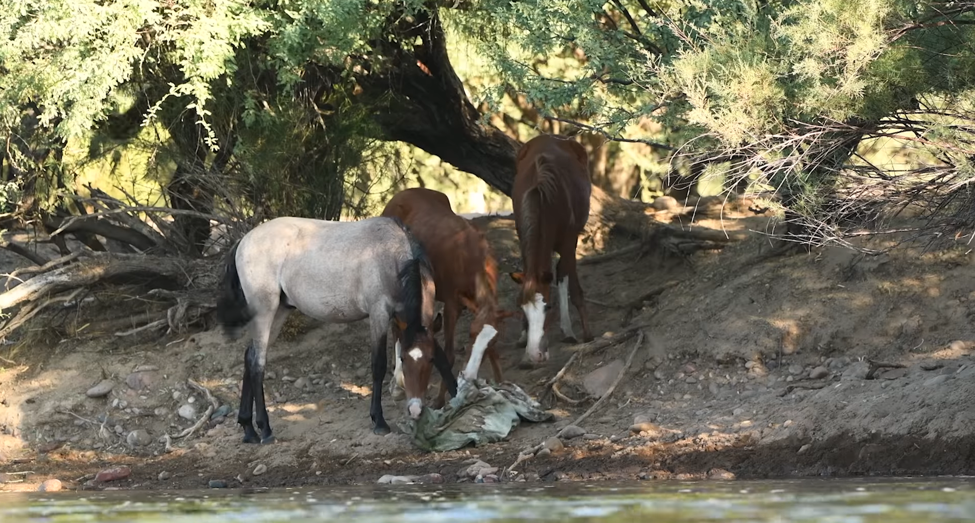 One human’s trash is another horse’s treasure
