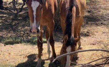 Please support the Salt River River wild horses through thick and through thin!