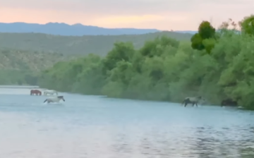 A video to start to your day….
