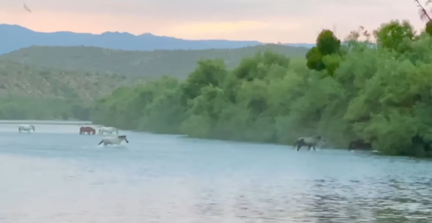 A video to start to your day….