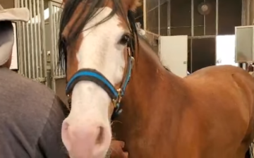 A Salt River River wild horse who has beat all the odds