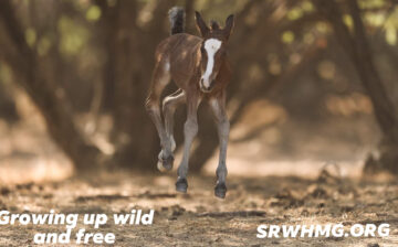Help us manage horses humanely!