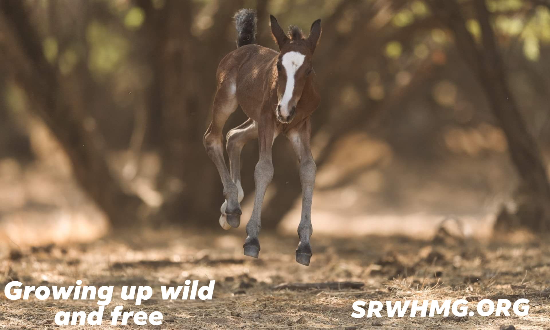 Help us manage horses humanely!
