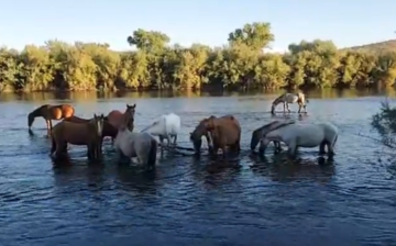 3 great videos of our horses!