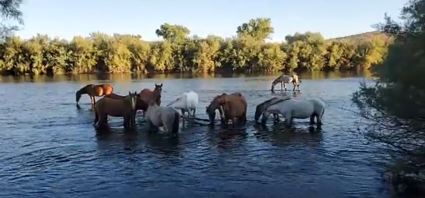 3 great videos of our horses!