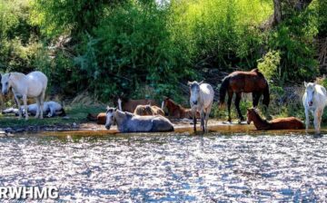 AZDA made a Facebook page for the Salt River herd!