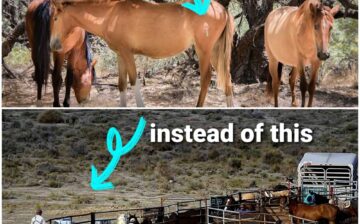 We get a lot of questions about our fertility control program, and why we do it.