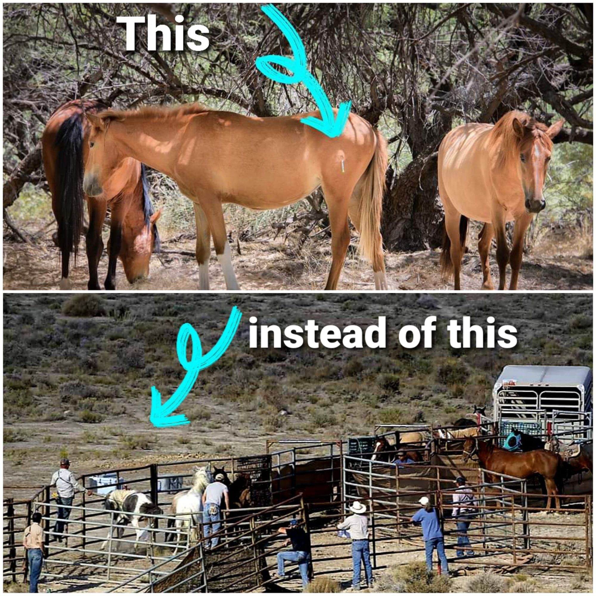 We get a lot of questions about our fertility control program, and why we do it.