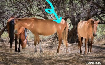 Managing horses sensibly