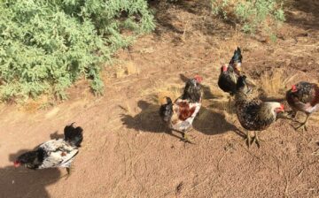 Interesting Morning (feat. Roosters)