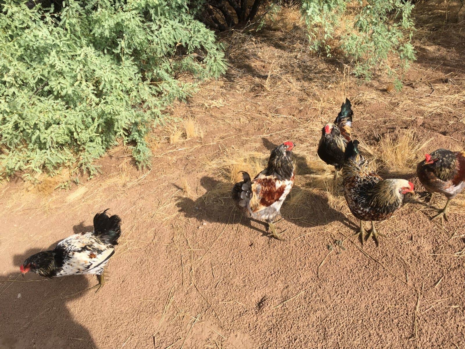 Interesting Morning (feat. Roosters)