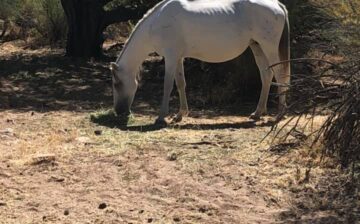 The Supplemental Feed Program