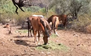 Video explanation of the feed program and the PZP program.