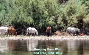 Happy horses, happy public, happy government.