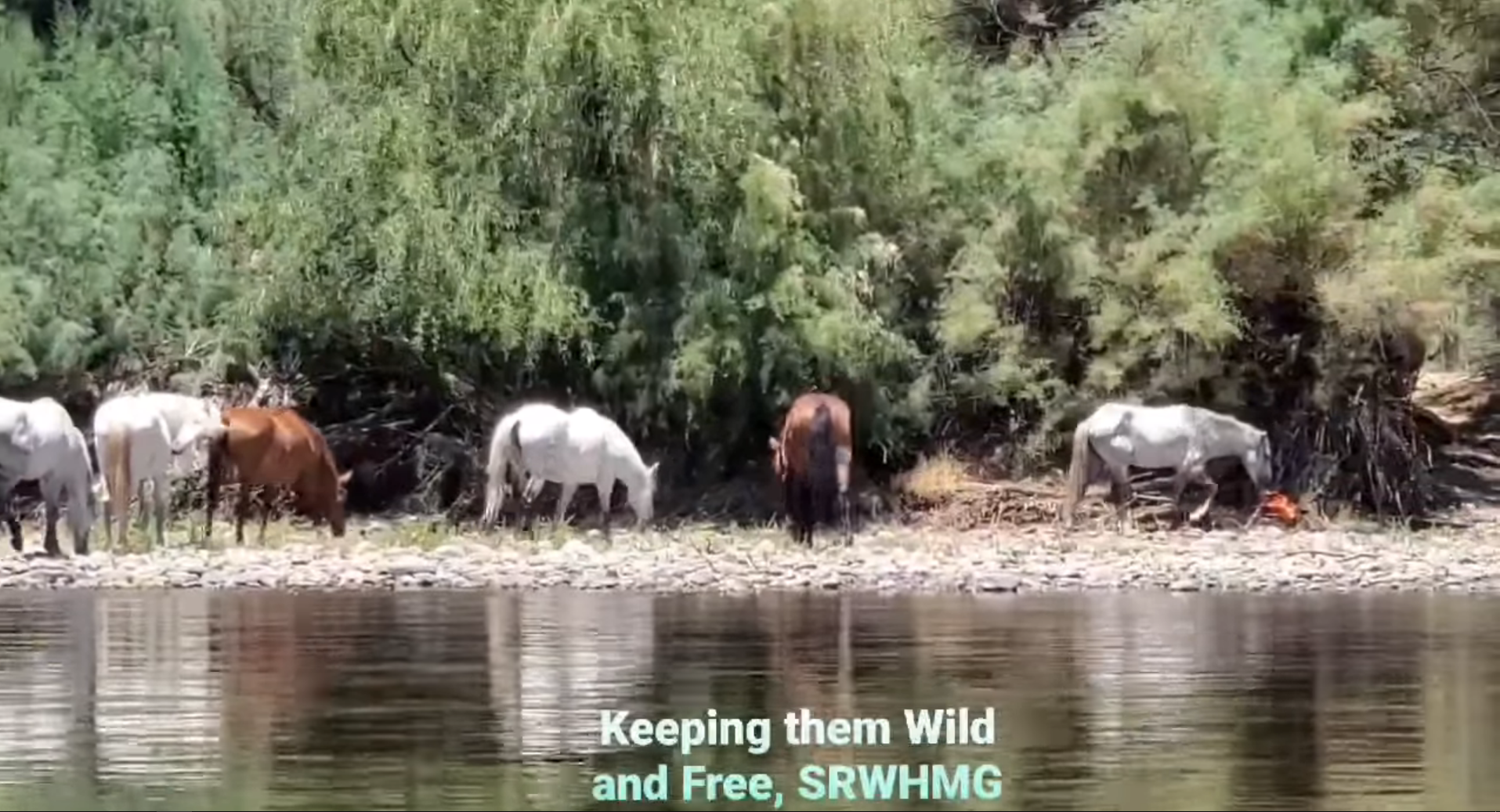 Happy horses, happy public, happy government.
