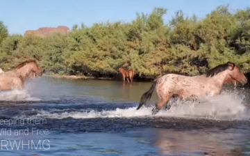 Bachelor Stallion chased off! 🐴