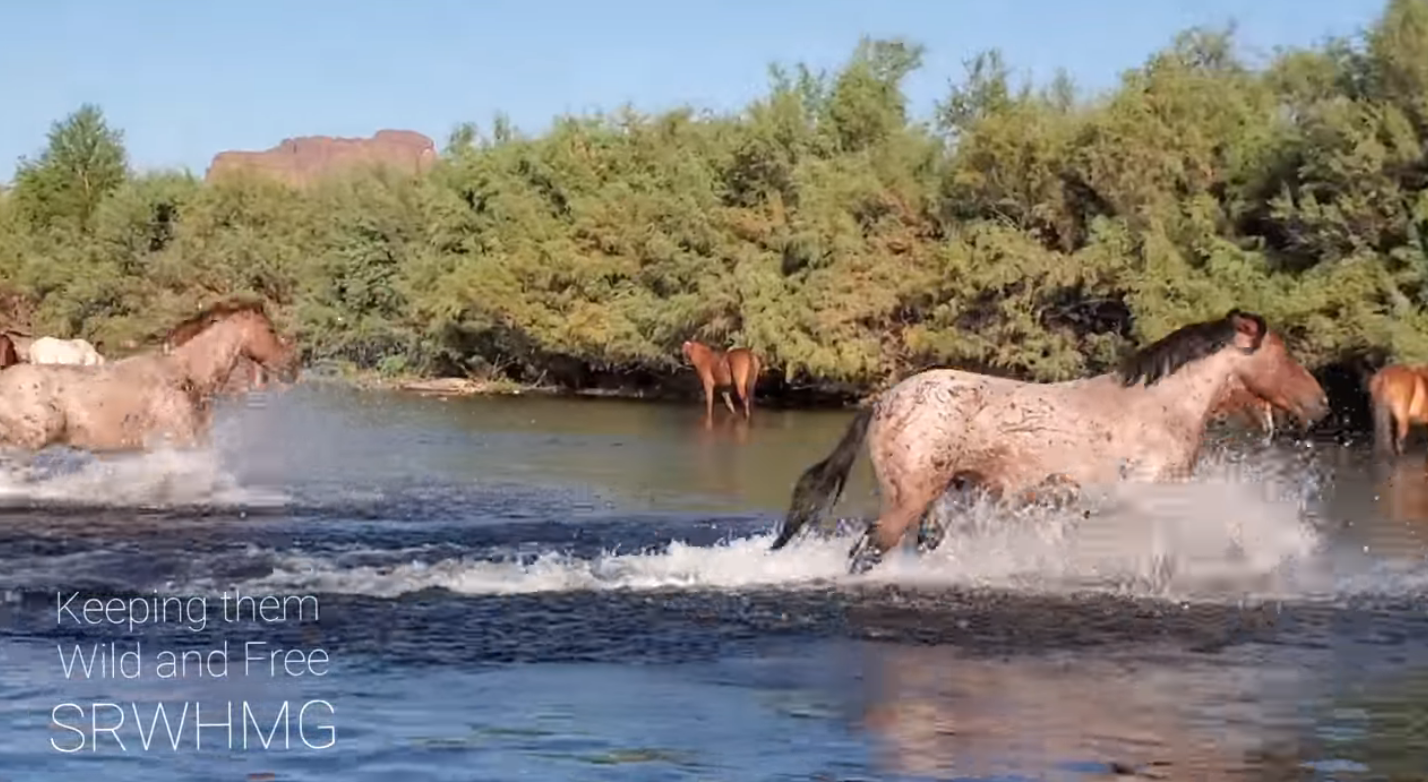Bachelor Stallion chased off! 🐴