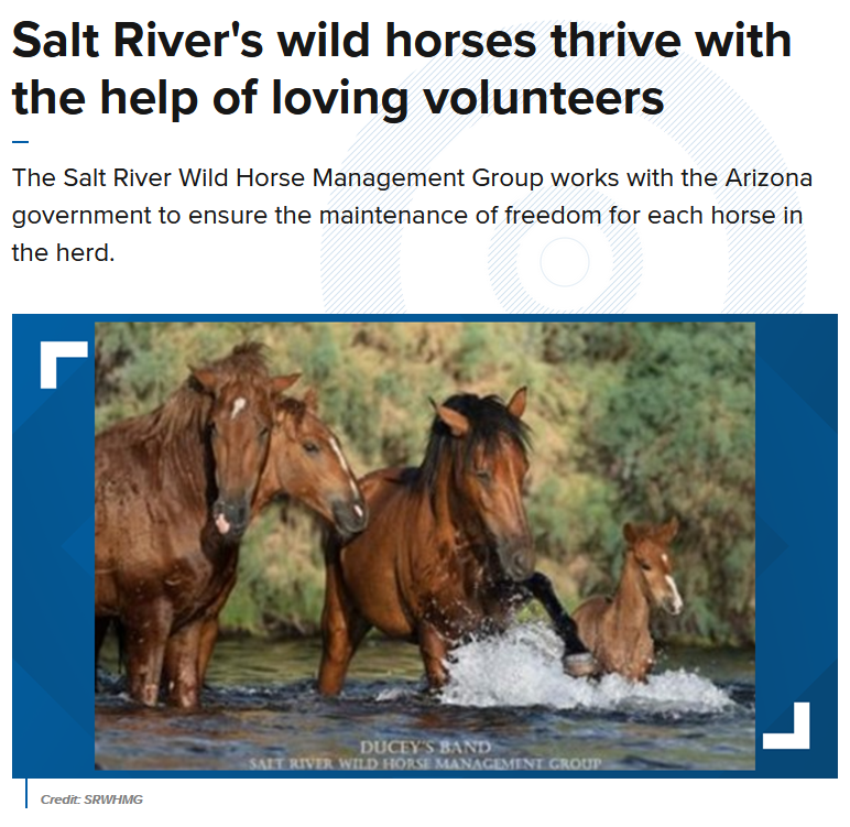 Article: Salt River Wild Horses thrive with the help of loving volunteers