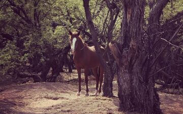 Socially distance from horses!