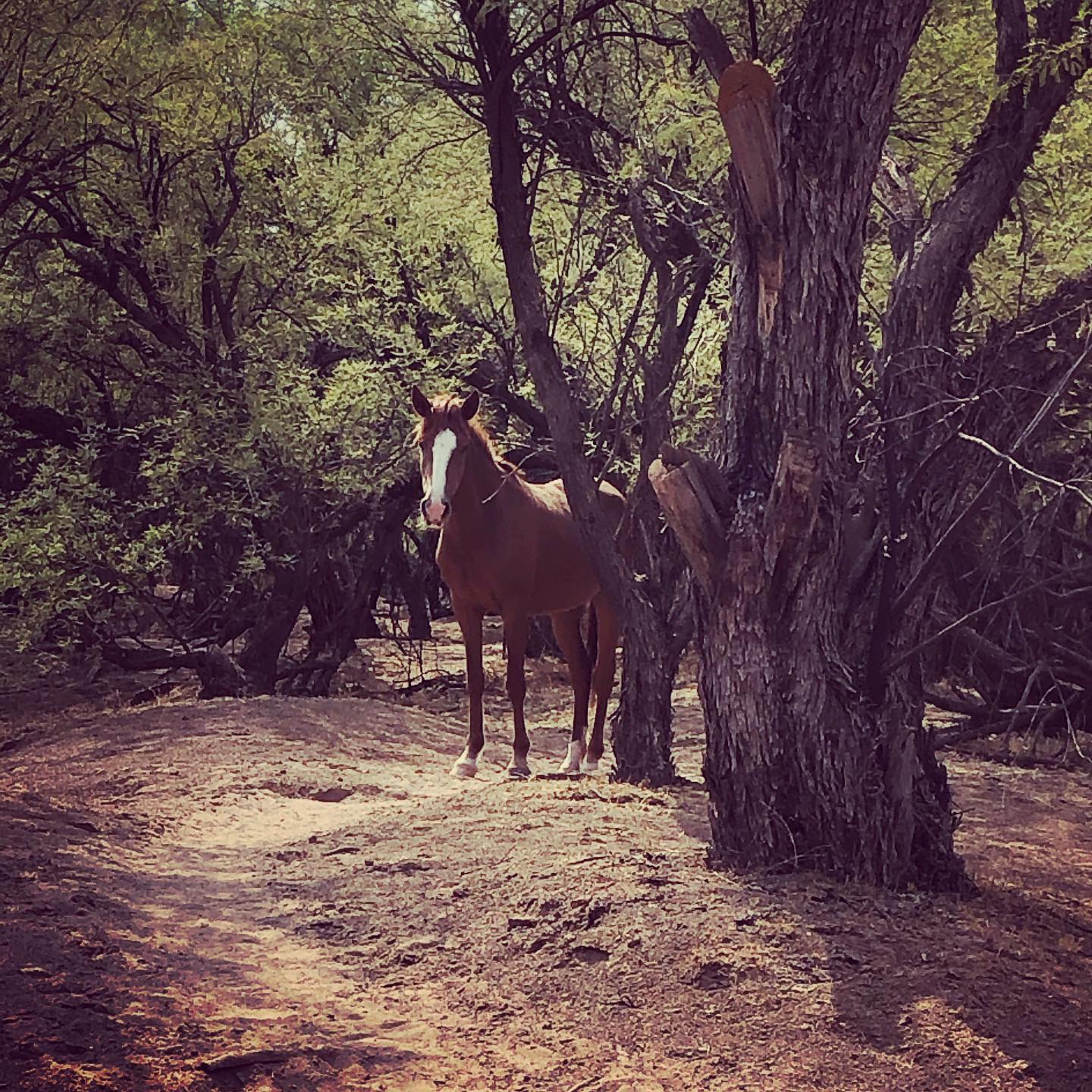 Socially distance from horses!