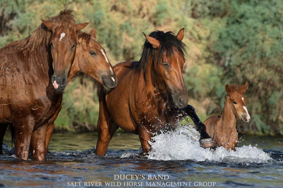 New Lead Stallion in town: Ducey!