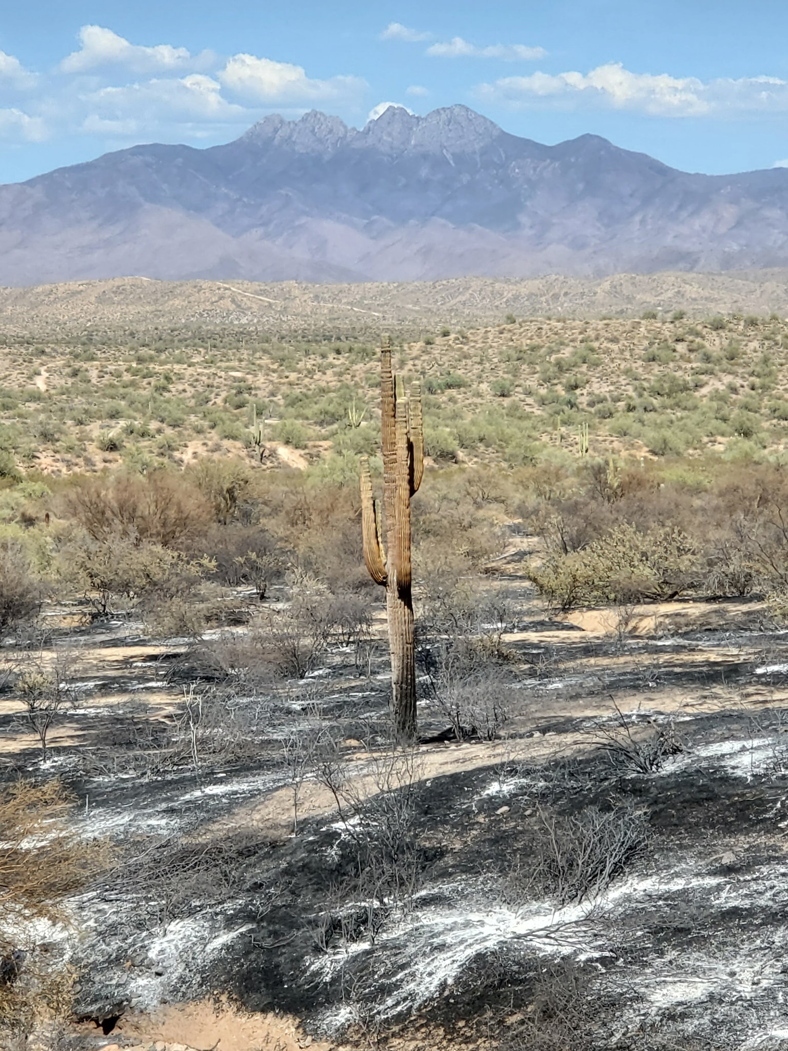 ANOTHER fire