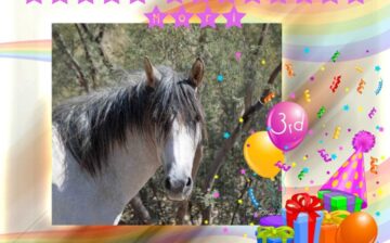 SRWHMG Rescue highlight: Mori’s 3rd Birthday! 💕🎂🥕