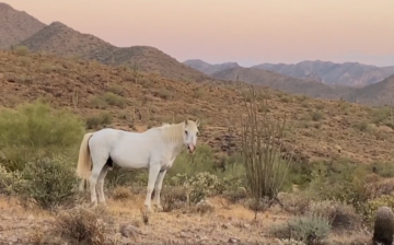 A moment with ol’ Shadowfax