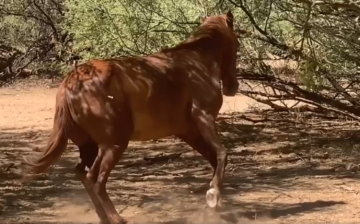 Aiming to keep them wild and free.
