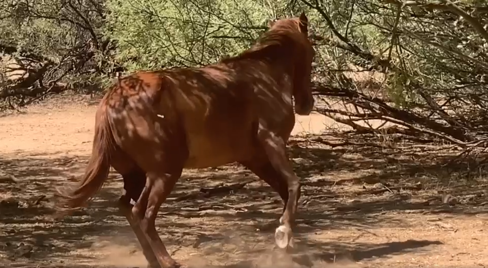 Aiming to keep them wild and free.