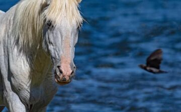 🌟 AZDA’s Salt River Horse Herd Spotlight: SHADOWFAX! 🌟