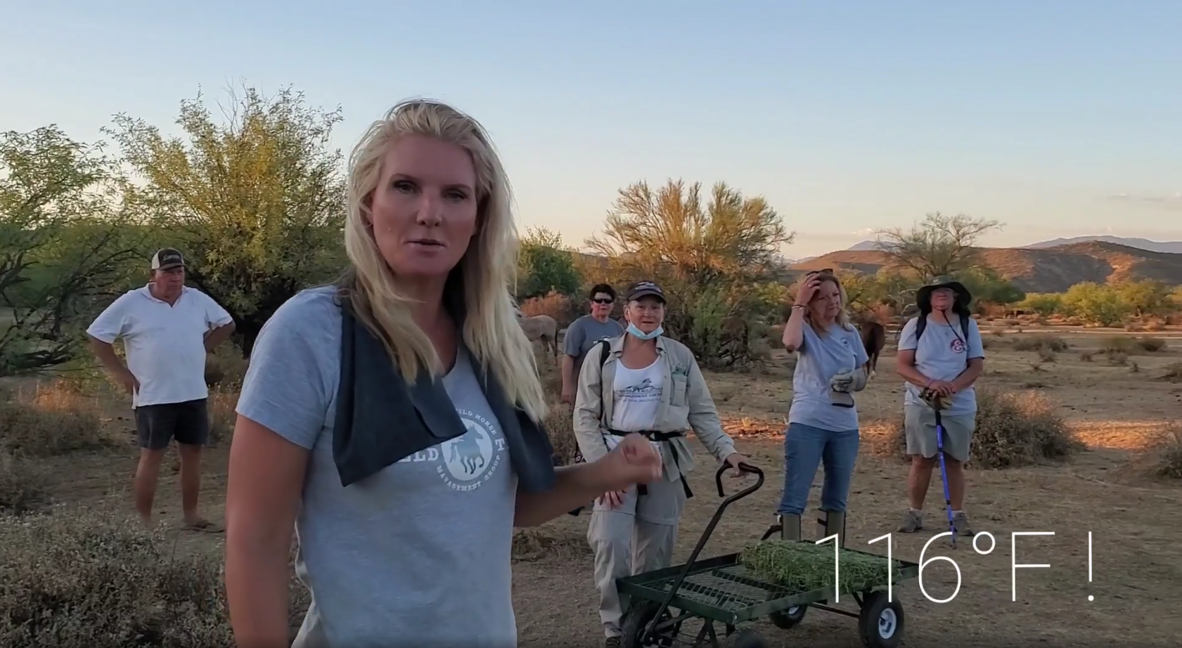 Help feed the horses!
