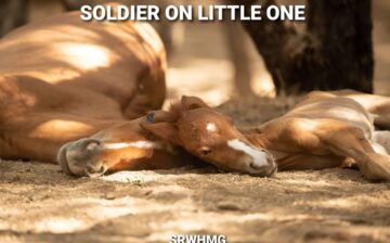 Soldier on.