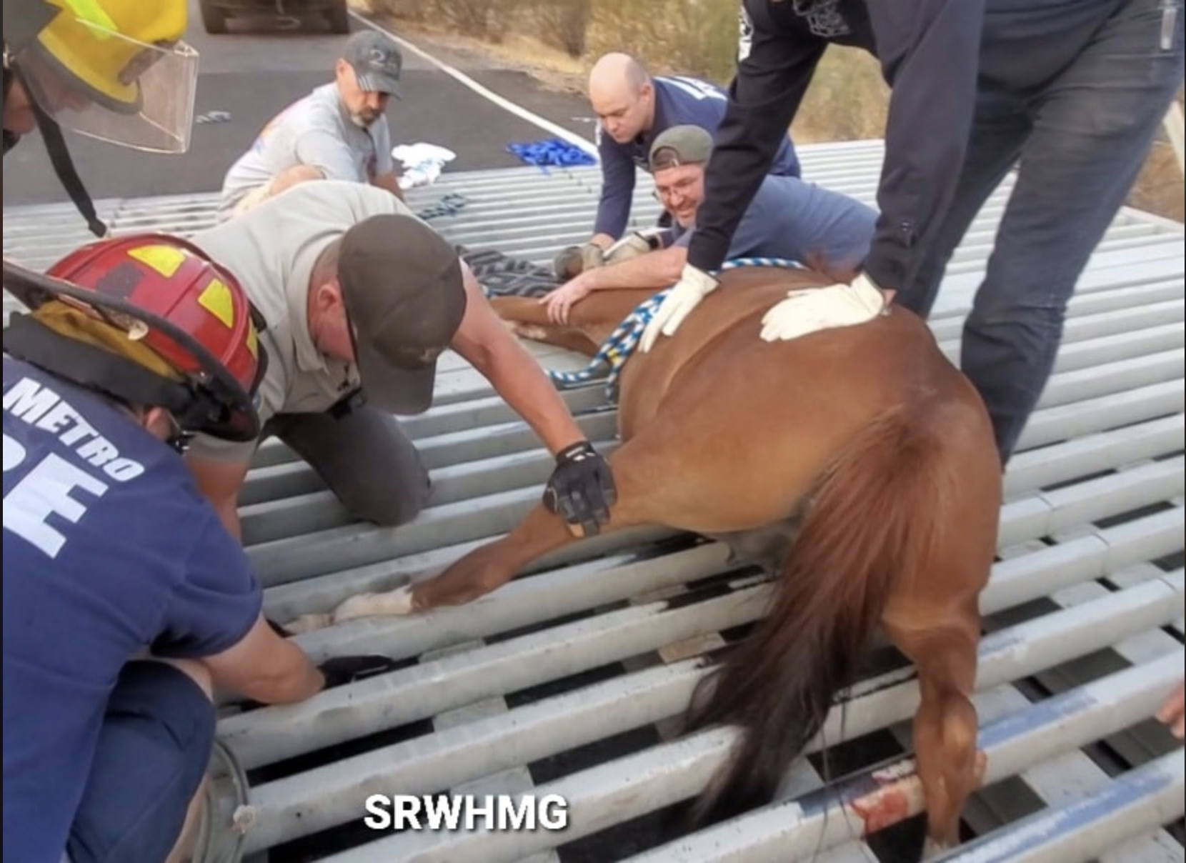 How to keep a wild horse off the road but also out of a cattle guard.