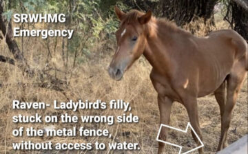 We received a call on our hotline about a horse on the wrong side of the metal fence, yesterday afternoon.